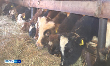 В Якутии зимовка скота и лошадей проходит стабильно