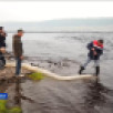 В реку Вилюй выпустили 30 тысяч мальков сибирского осетра