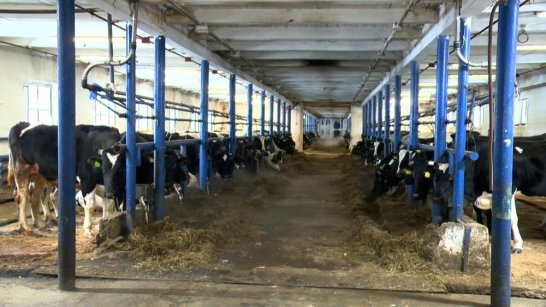 В Ленском районе Якутии расширяют производство из молока местных фермерских хозяйств