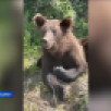 В Нерюнгринском районе медведи всё чаще выходят к людям