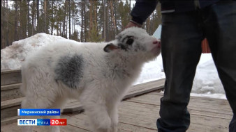 Выпуск "Вести Саха" 19.04.2025 (21:45)
