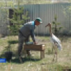 Краснокнижный стерх Удьуор разместился в летнем вольере зоопарка Якутска
