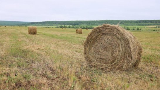 328 тысяч тонн сена заготовлено в Якутии