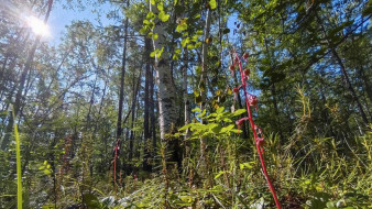 Прогноз погоды в Якутии на 29 июля