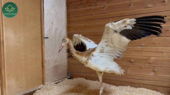 Найденного в Усть-Янском районе стершонка доставили в Якутск