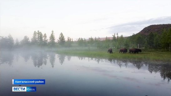 Популяция бизонов в Якутии стабильно растет