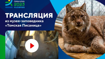 В заповеднике Кузбасса организовали трансляцию из вольера рыси Тихона - прообраза талисмана Игр "Дети Азии"