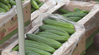 Тепличный-комплекс "Саюри" в Якутске произвёл 1,7 тысяч тонн продукции в этом году