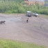 В Якутии число встреч людей с медведями выросла в 2,5 раза