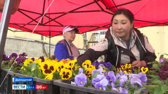 Дьокуускайга рассада маассабай атыыта саҕаланна