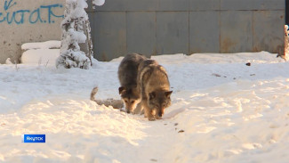 Более 40 бродячих собак отловлено в Якутске за неделю