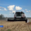 Саха сирин аграрийдара туораахтаах култуураҕа региоҥҥа хаһан да буолбатах көрдөрүүгэ чугаһаатылар