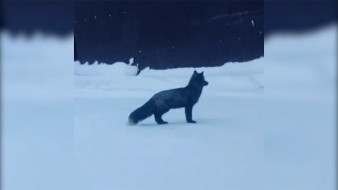 Дьокуускайга дьиэ саһылларын көрдөөбүттэрэ 2 ыйыгар барда