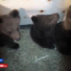 Трёх осиротевших медвежат доставили из Якутии во Владивосток