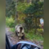В Якутии фиксируют новые случаи появления медведей вблизи населённых пунктов