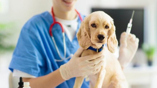 В Якутске и округах проведут бесплатную вакцинацию домашних животных 15 и 22 апреля