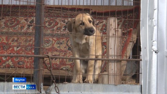 Более 40 тысяч собак зарегистрировали ветеринарные службы Якутии в 2025 году