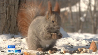 Прогноз погоды в Якутии на 9 марта