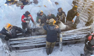 В Якутии приступили к осенней корализации домашних северных оленей