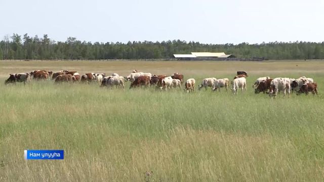 Олохтоох учуонайдар айыыларын хаһаайыстыбалар хото туһаналлар