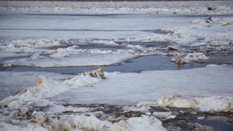 На реке Лена продолжается подъём уровней воды до 17 см за сутки