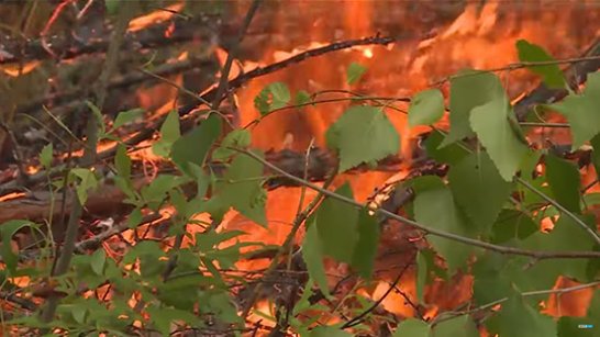20 лесных пожаров ликвидировано в Якутии за сутки