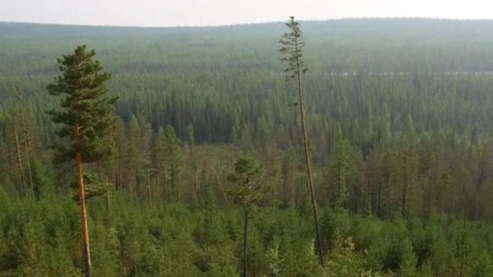На территории Якутии действующих природных пожаров нет
