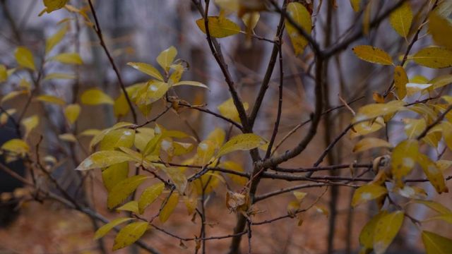 Прогноз погоды в Якутске на 16 октября