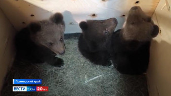 Трёх осиротевших медвежат доставили из Якутии во Владивосток