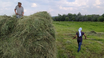 В Хангаласском улусе идет кормозаготовительная кампания
