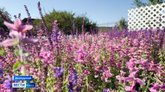 ХИФУ ботническай саадыгар быыстапка-дьаарбаҥка