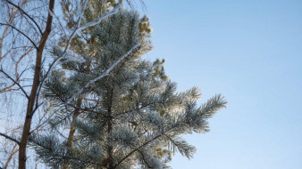Прогноз погоды в Якутске на 3 декабря