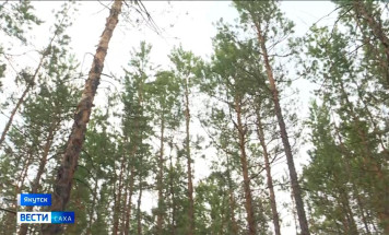 В Якутии за прошедшие сутки новых лесных пожаров не обнаружено
