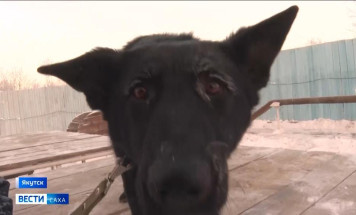 Щенки из Хабаровского питомника приступили к тренировкам на площадке кинологической службы Якутии 