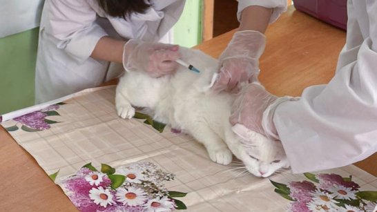 В Якутске и его пригородных районах вакцинировали свыше 700 животных
