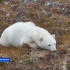 В Нижнеколымском районе Якутии провели авиамониторинг белых медведей