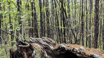 Навигация по телефону. В Якутске спасатели вывели из леса заблудившегося человека