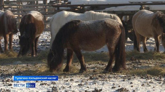 В Якутии состоится соревнование коневодов-табунщиков