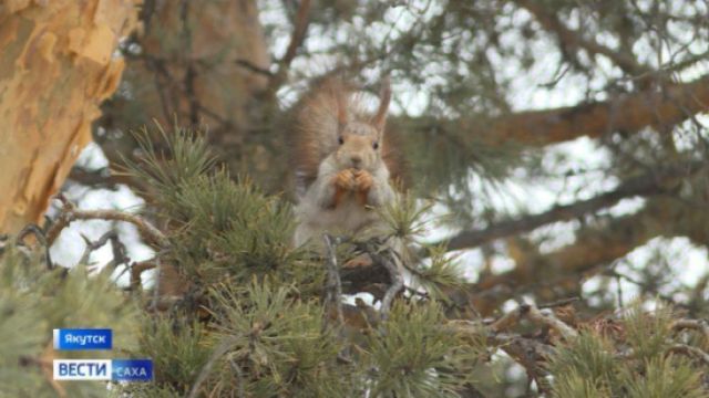 Прогноз погоды в Якутии на 4 июня