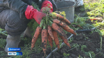 Быйыл оҕуруот аһыгар өҥ дьыл