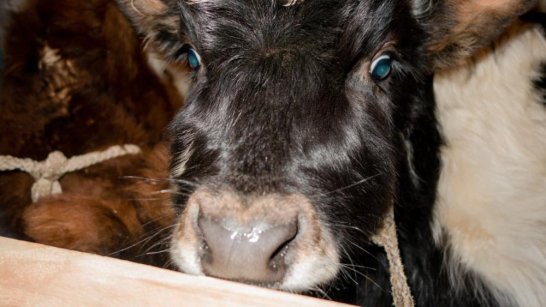 Научный центр репродукции якутского скота получил 20 голов животных из Эвено-Бытантайского улуса