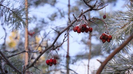 Прогноз погоды в Якутске на 10 ноября