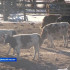 В Якутии началась зимовка скота