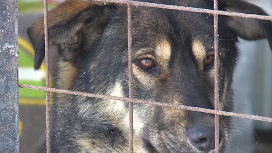  За нападение собаки на ребенка с администрации Олекминска взыскали 50 тысяч рублей