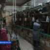 Более 54 тысяч тонн молока заготовлено в Якутии