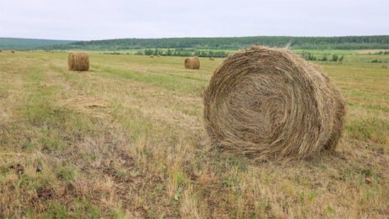 В Якутии заготовлено порядка 444 тысяч тонн сена