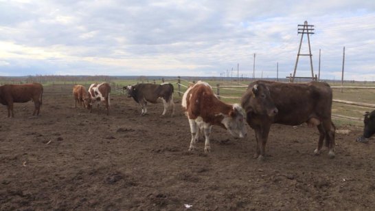 Сельхозпредприятия Якутии заготовили более 19 тонн молока