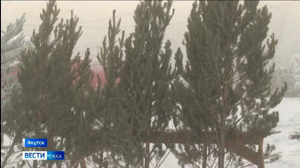 Выпуск "Вести Саха" 12.12.2025 (21:10)