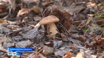 Быйыл Саха сиригэр тэллэй кэмэ хаһааҥытааҕар да эрдэ саҕаланна