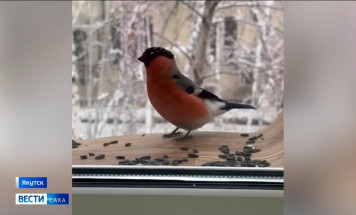 9 января в России отмечают День снегиря